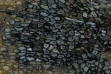 Polished, Black Petrified Palm Root Slab - Indonesia #151940-1